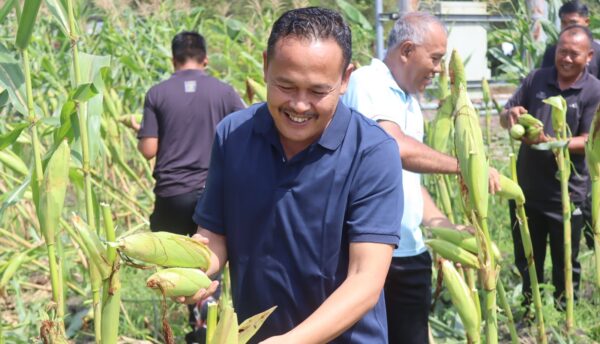 Perdana, Lapas Palangka Raya Panen Jagung