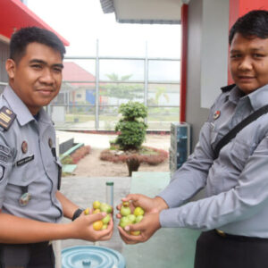 Pembinaan Kemandirian Berhasil, Lapas Palangka Raya Panen 40 Kg Tomat