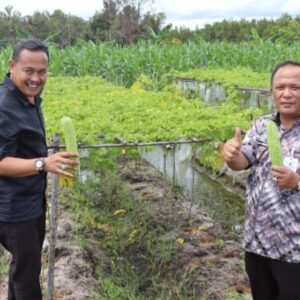Dukung Ketahanan Pangan, Kakanwil Kalteng Tinjau Perkebunan Lapas Palangka Raya