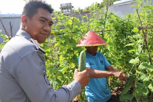 Pembinaan Berjalan Sukses, Jajaran Lapas Palangka Raya Bersama Warga Binaan Panen Timun