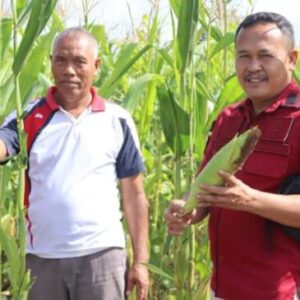 Dorong Ketahanan Pangan, Lapas Palangka Raya Panen Jagung Bersama Warga Binaan