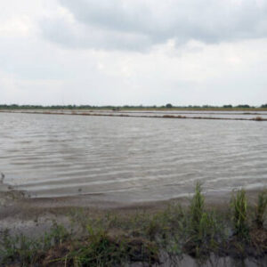 Pasang Air Laut Rusak Ratusan Hektare Sawah di Indramayu