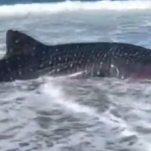 Paus Hidung Botol 8 Ton Ditemukan Terdampar di Jember