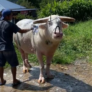 Tedong Bonga Toraja Tercatat Sebagai Kekayaan Intelektual Komunal Sumber Daya Genetik