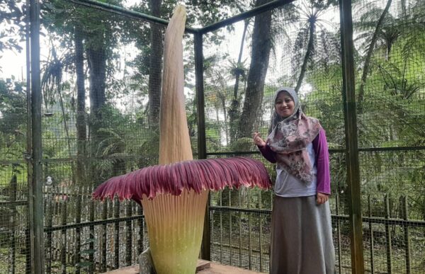 bunga-bangkai-di-kebun-raya-cibodas-mekar-lagi-fenomena-langka-di-akhir-ramadan