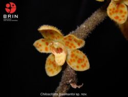 Penemuan Anggrek Endemik Sumatra: Chiloschista tjiasmantoi, Spesies Baru yang Unik dan Langka