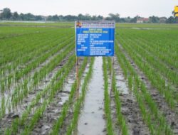 Panen Padi Meningkat 169%! Teknologi IPHA Siap Diterapkan Nasional, Kata Menteri PU