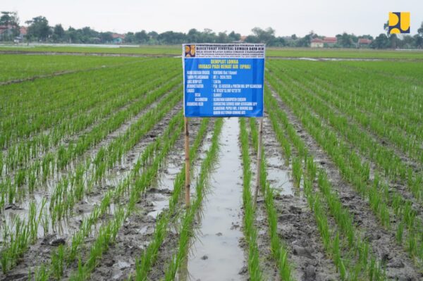 Petani memanen padi di demplot IPHA Daerah Irigasi Rentang, Indramayu