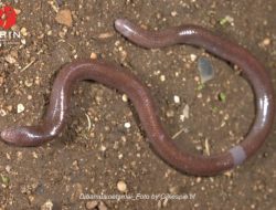 Spesies Baru Kadal Buta Asal Pulau Buton Ditemukan, Namanya Terinspirasi dari Tokoh Pers Nasional