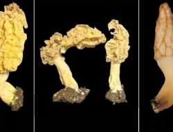 Spesies Baru Jamur Morel Ditemukan di Rinjani! Ini Ciri Uniknya yang Menakjubkan