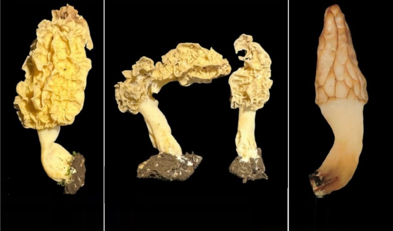 Morchella rinjaniensis, jamur morel tropis pertama dari Indonesia