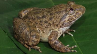 Peneliti BRIN menunjukkan spesies katak bertaring baru di Kalimantan