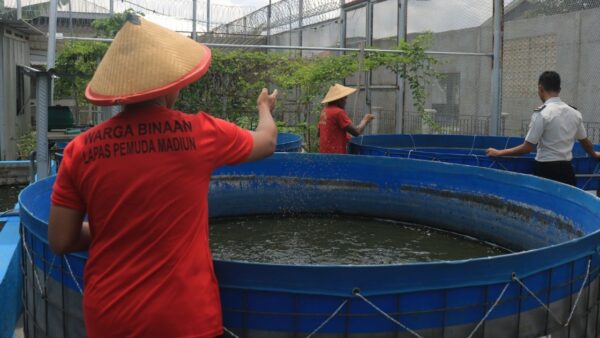 Warga binaan Lapas Pemuda Madiun merawat ikan lele dan nila