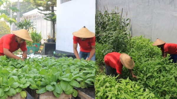 Warga binaan Lapas Pemuda Madiun merawat tanaman jelang panen raya
