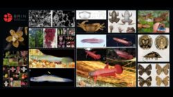 Peneliti BRIN mendokumentasikan temuan spesies baru flora dan fauna Indonesia