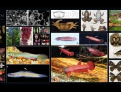 BRIN Temukan 51 Spesies Baru, Mayoritas Endemik Indonesia