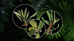 Spesies tanaman Homalomena baru yang ditemukan peneliti BRIN di Sumatra.