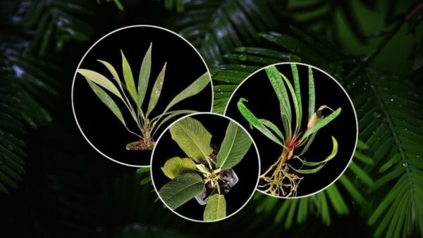 Spesies tanaman Homalomena baru yang ditemukan peneliti BRIN di Sumatra.
