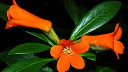 Spesies baru Rhododendron yombuwurii berbunga oranye yang ditemukan tim peneliti BRIN di Pegunungan Tokorondo, Sulawesi Tengah.