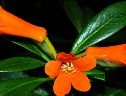 BRIN Temukan Spesies Baru Rhododendron Berbunga Oranye di Sulawesi Tengah