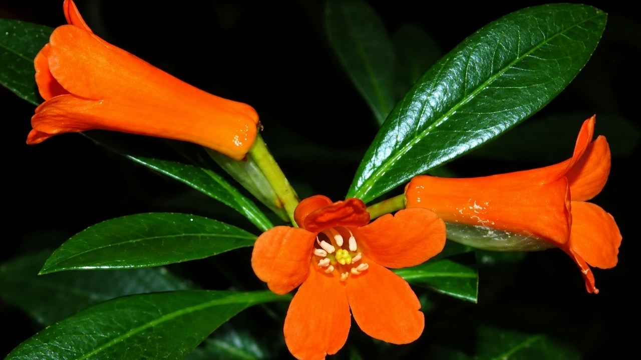 Spesies baru Rhododendron yombuwurii berbunga oranye yang ditemukan tim peneliti BRIN di Pegunungan Tokorondo, Sulawesi Tengah.
