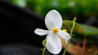 BRIN Temukan Spesies Baru Begonia Hattae di Sumatra Barat, Namanya Diambil dari Mohammad Hatta