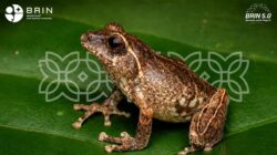 Spesies baru katak semak endemik Jawa Philautus candrageni yang ditemukan BRIN di lereng Gunung Merapi.