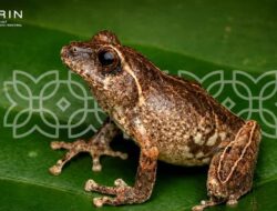 BRIN Temukan Spesies Katak Baru Endemik Jawa di Lereng Merapi, Ini Keunikannya