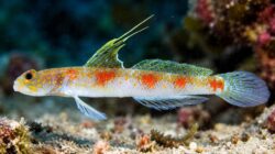 Spesies baru ikan gobi udang Tomiyamichthys oriens yang ditemukan tim peneliti BRIN di perairan Banyuwangi, Jawa Timur.