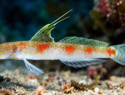 BRIN Temukan Spesies Baru Ikan Gobi Udang di Banyuwangi, Nama Tomiyamichthys oriens Terinspirasi Sunrise of Java