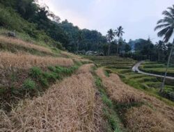 Petani Cianaga Sukabumi Krisis Air, Irigasi 2,6 Km Belum Tuntas