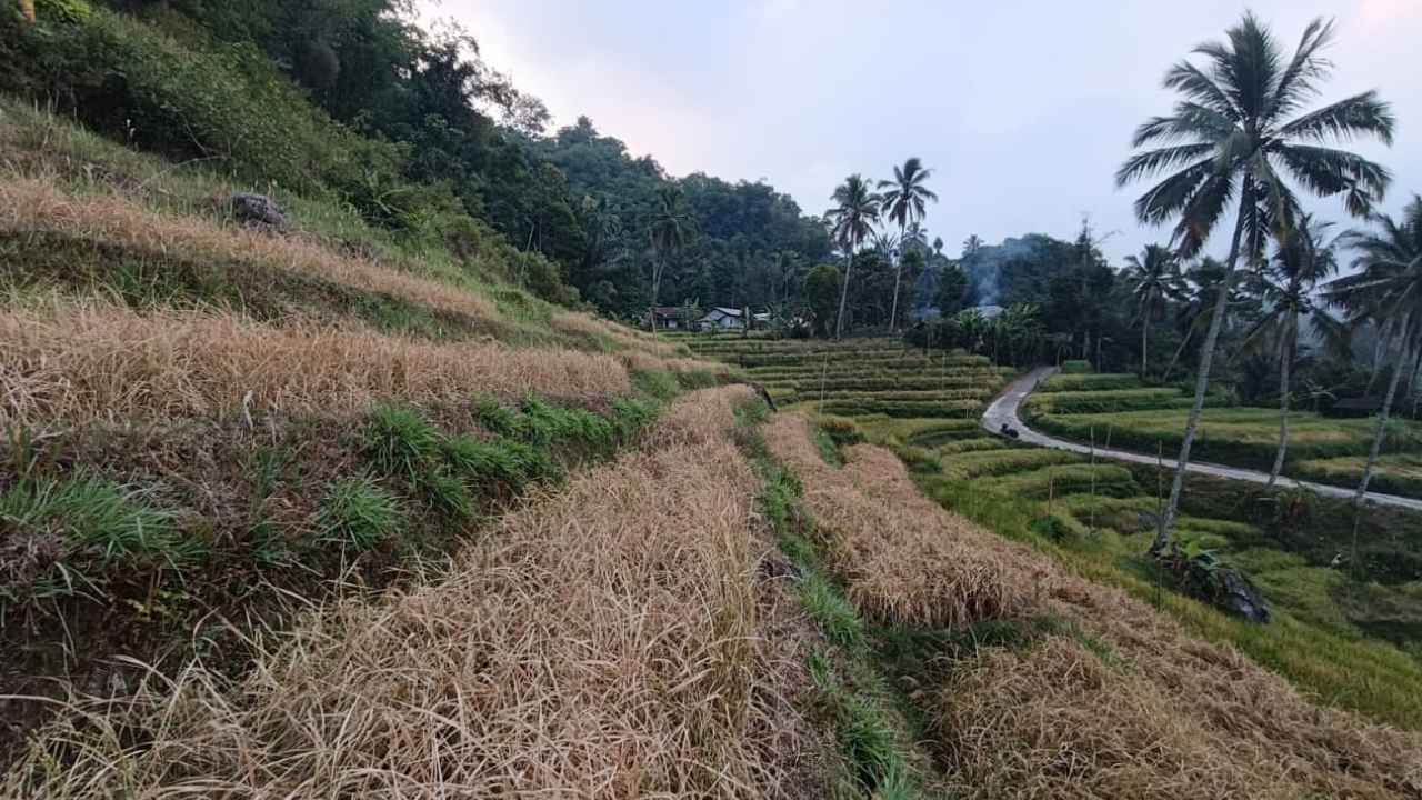 Kondisi infrastruktur pertanian dan saluran irigasi di Desa Cianaga Sukabumi.