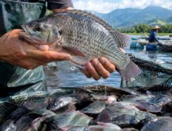 Ikan Nila Jadi Andalan Indonesia, di Thailand Malah Dibasmi