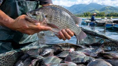 Ikan nila sebagai sumber protein dan komoditas budidaya Indonesia.