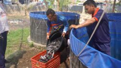 Panen 89 kilogram ikan lele hasil budidaya warga binaan Lapas Kelas IIA Jember.