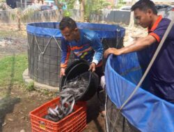 Lapas Jember Panen 89 Kg Lele Hasil Budidaya Warga Binaan