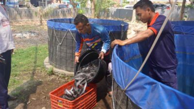 Panen 89 kilogram ikan lele hasil budidaya warga binaan Lapas Kelas IIA Jember.